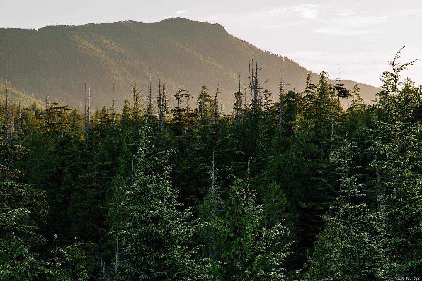Ucluelet, BC V0R 3A0,LOT 11 Hawkes Rd
