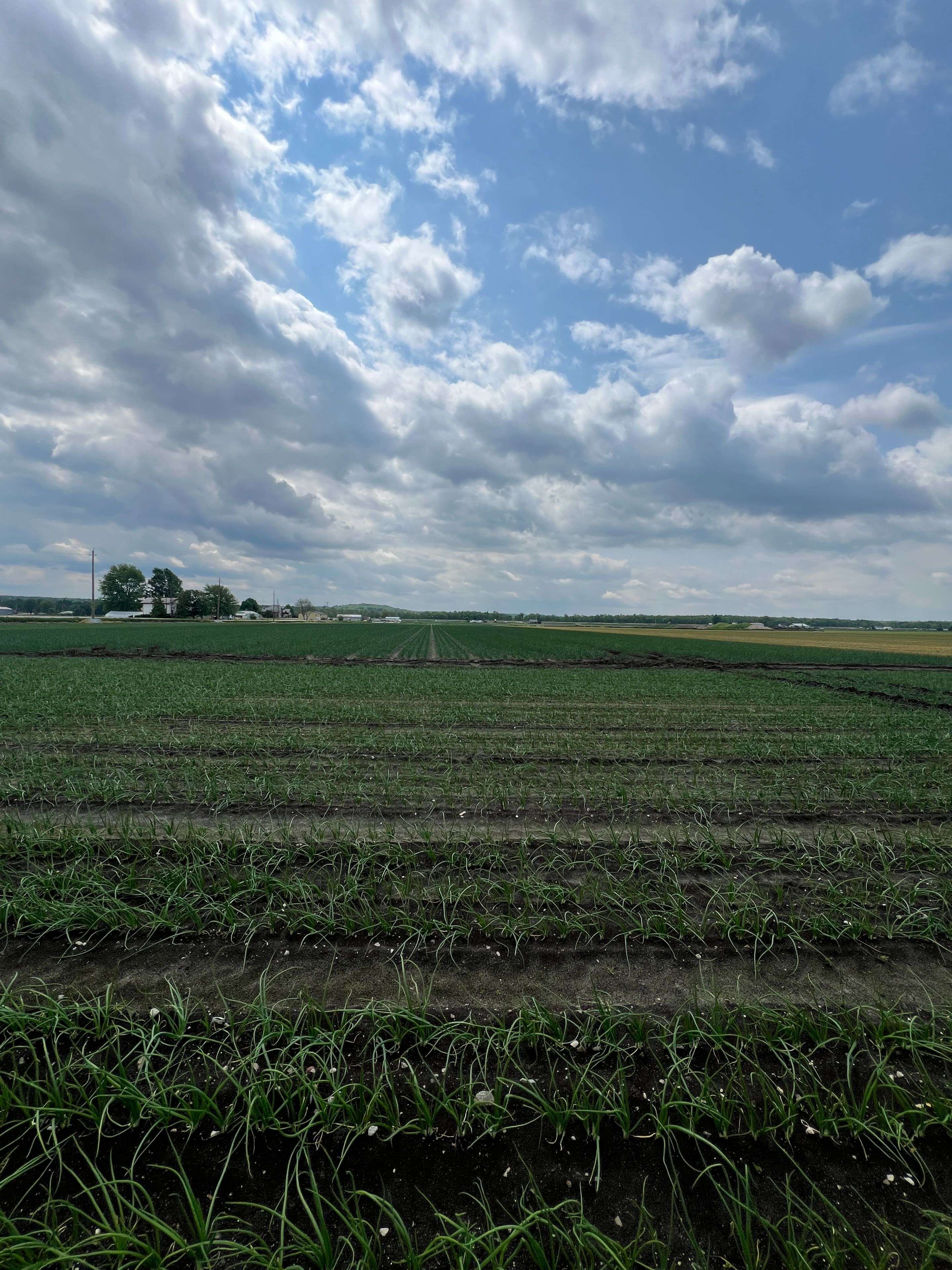 Bradford West Gwillimbury, ON L3Z 2A6,1160 River RD