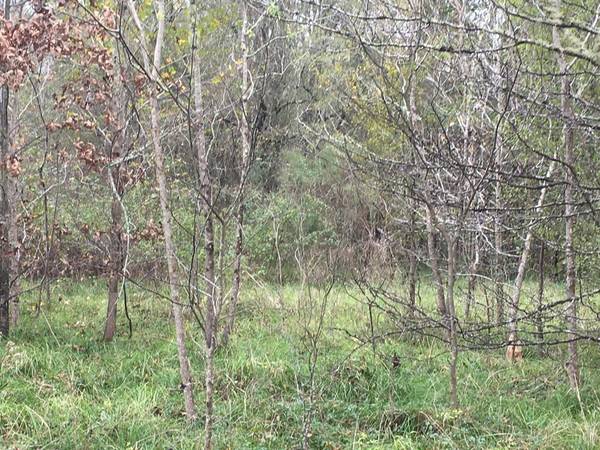 TBD Big Creek, Shepherd, TX 77371