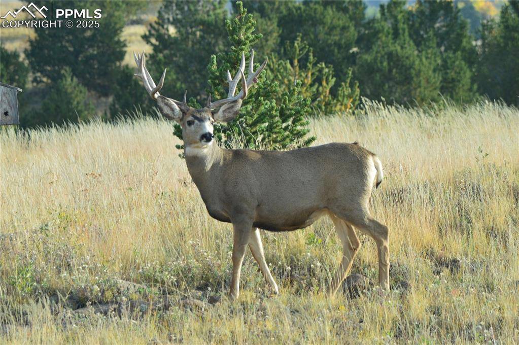 Cripple Creek, CO 80813,1434 N B ST