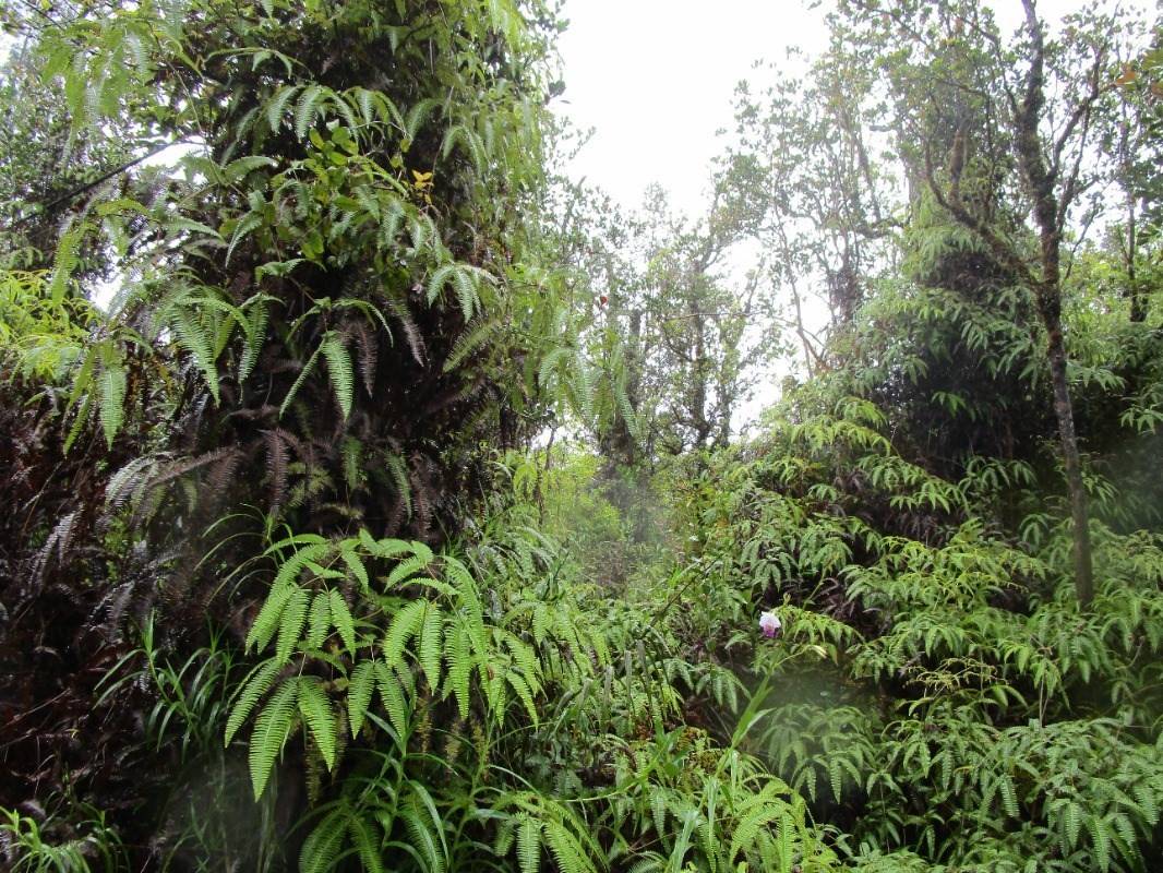 PILO ST, Mountian View, HI 96771