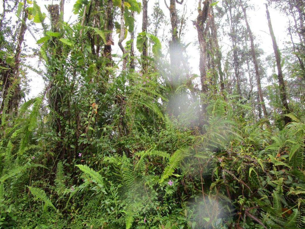 Pahoa, HI 96778,SEAVIEW RD