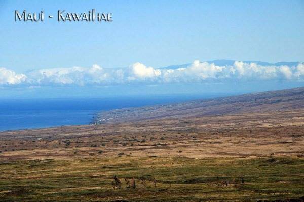 Kamuela, HI 96743