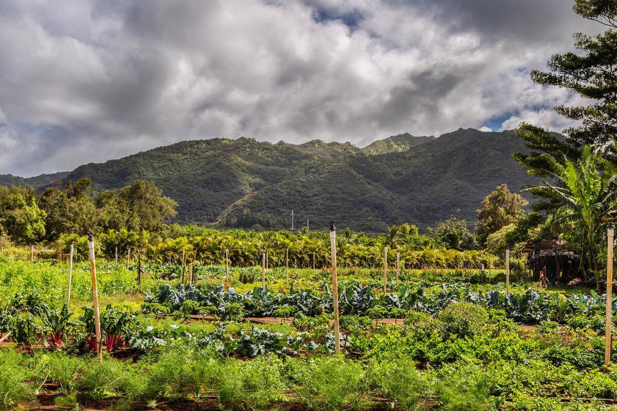 Anahola, HI 96703,6235 KOOLAU RD