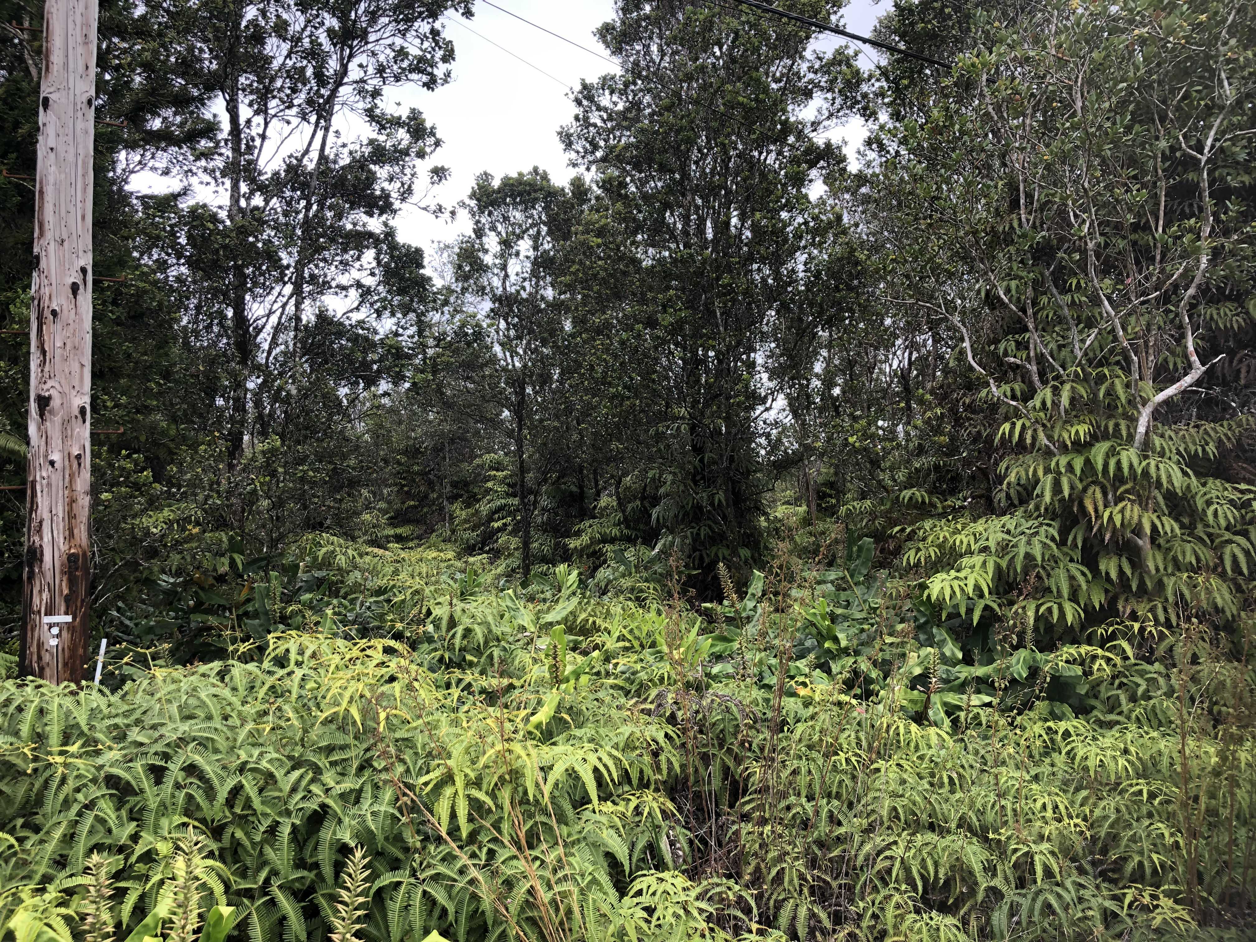 Volcano, HI 96785,11-3156 PA ALII ST