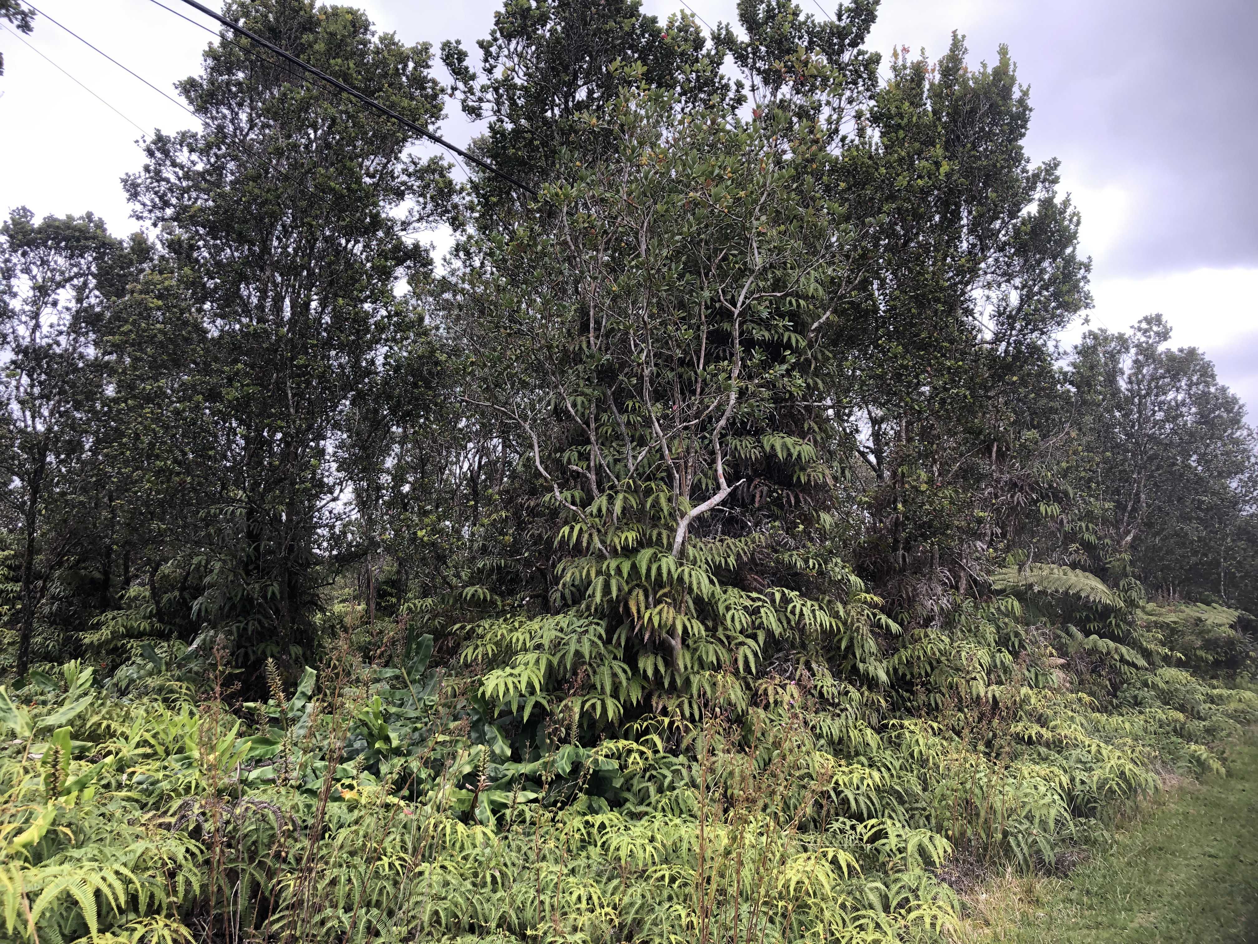 Volcano, HI 96785,11-3156 PA ALII ST