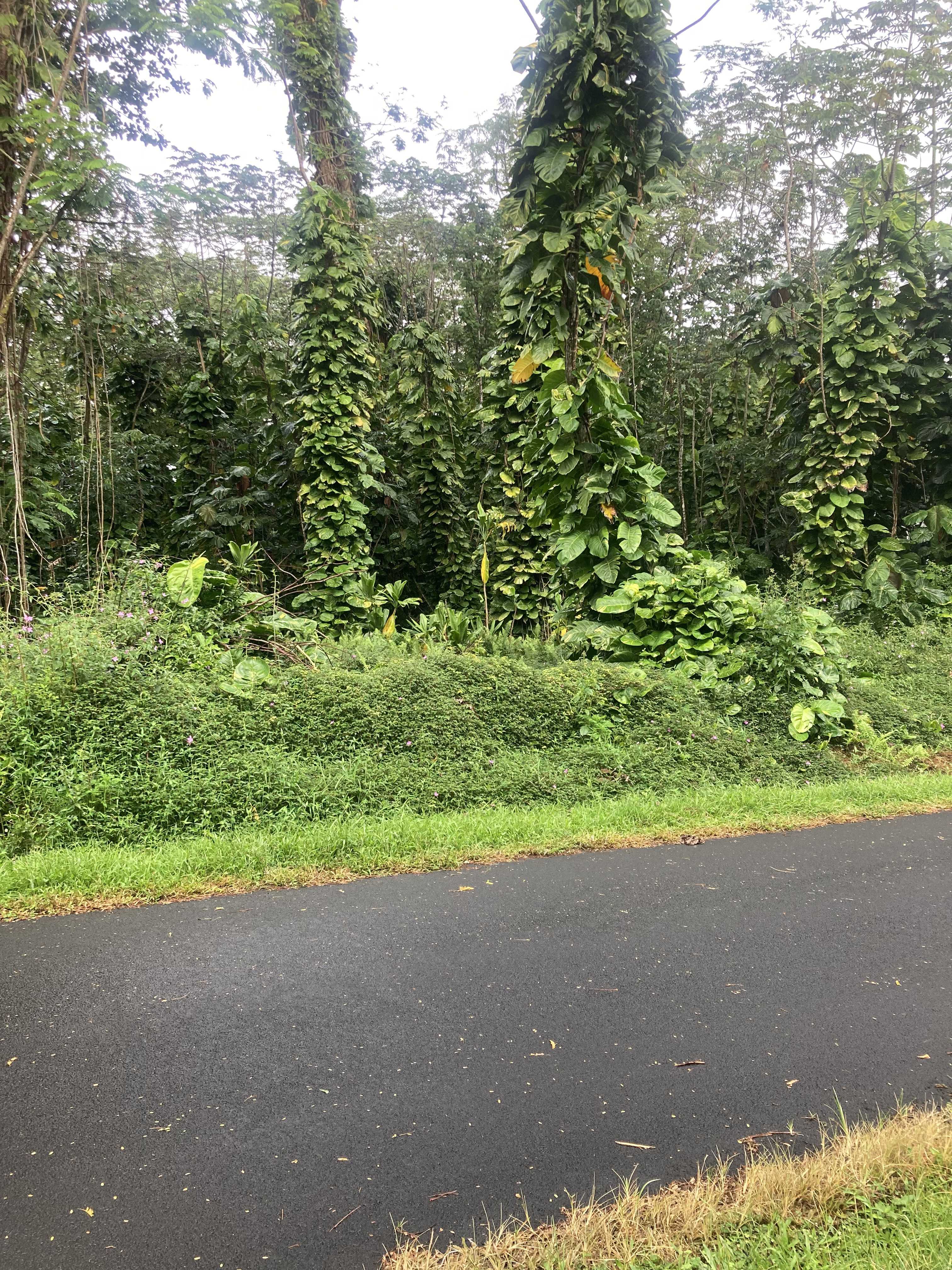 Pahoa, HI 96778,OIO ST