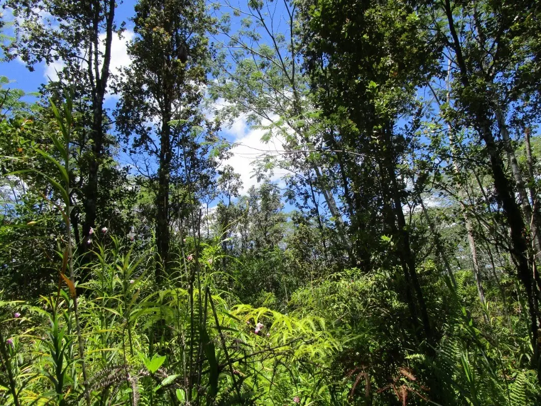 Kurtistown, HI 96760,16-1432 POOULI RD (ROAD 10)