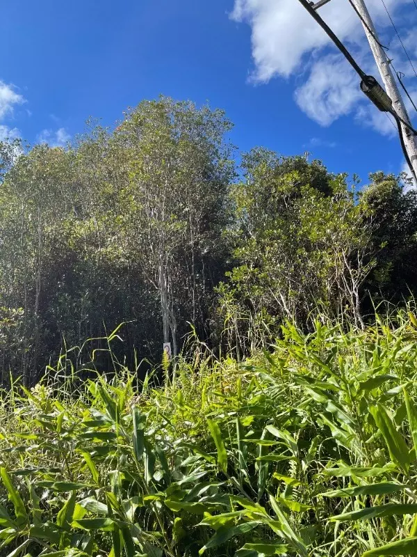 Volcano, HI 96785,18-4119 MAUNA KEA DR