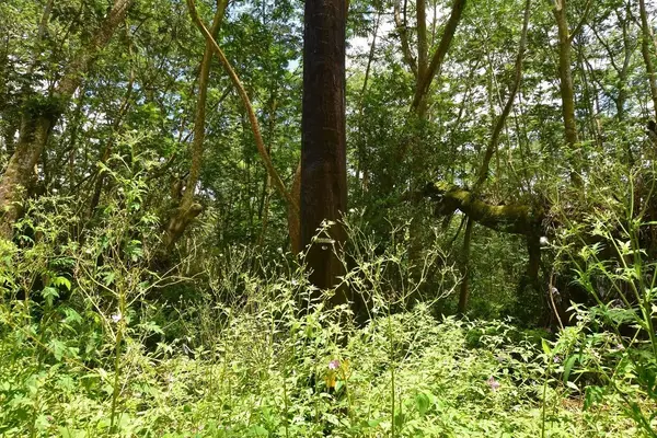 Pahoa, HI 96778,PAHOA RD