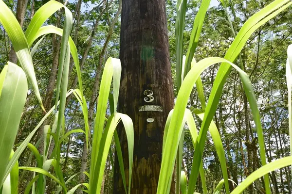 Pahoa, HI 96778,PAHOA RD