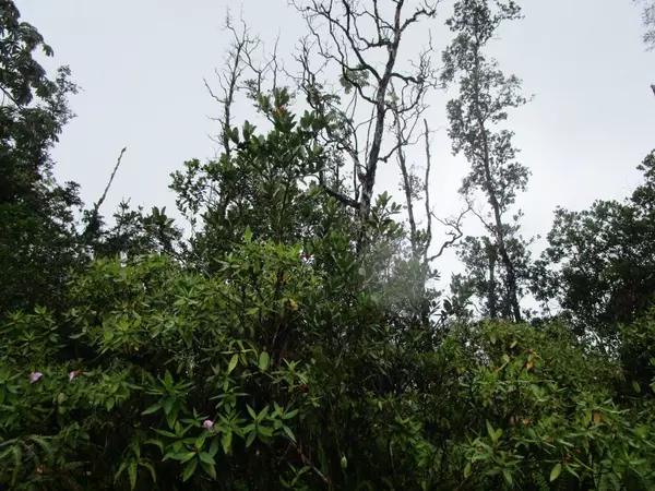 16-380 LANIUMA ST, Kurtistown, HI 96760