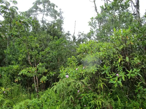 Kurtistown, HI 96760,16-380 LANIUMA ST