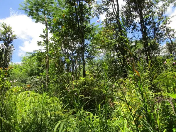 Kurtistown, HI 96760,16-1432 POOULI RD (ROAD 10)