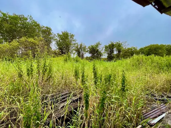 Volcano, HI 96785,11-2069 OMEKA RD