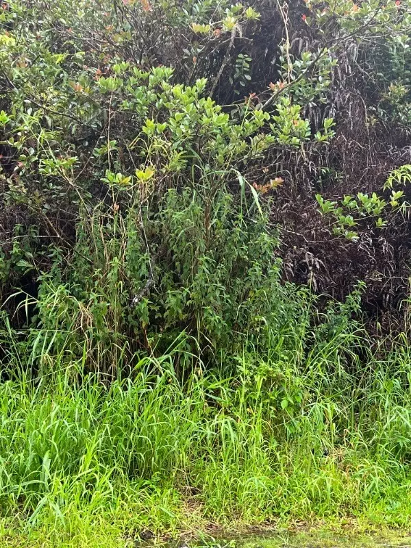 HENO ST, Volcano, HI 96785