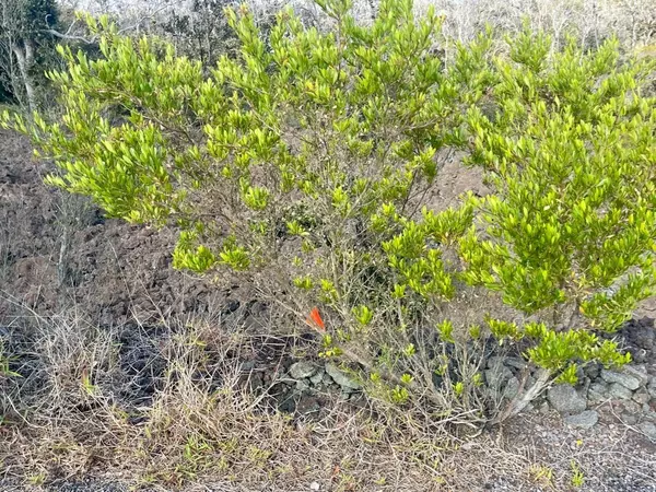 Ocean View, HI 96737,LOT 19 PLUMERIA LN