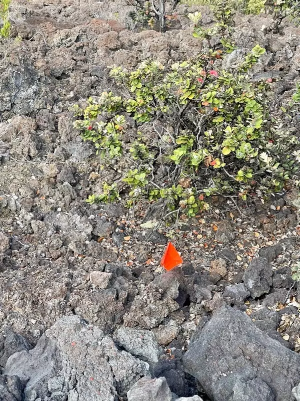 Ocean View, HI 96737,LOT 19 PLUMERIA LN