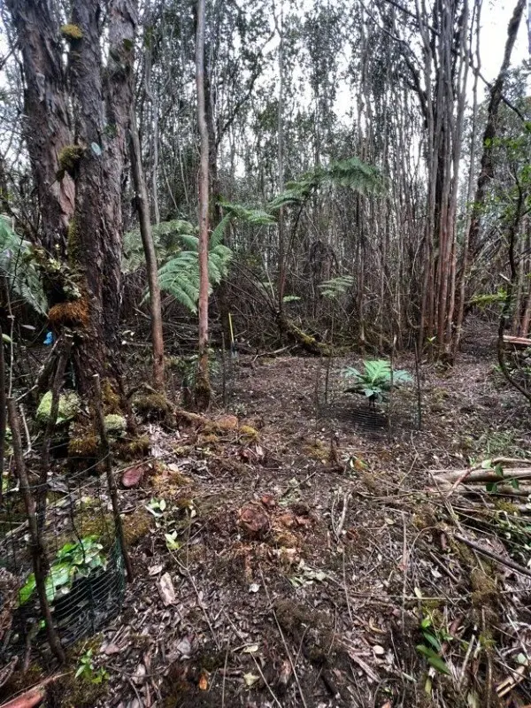 Volcano, HI 96785,ROAD 9