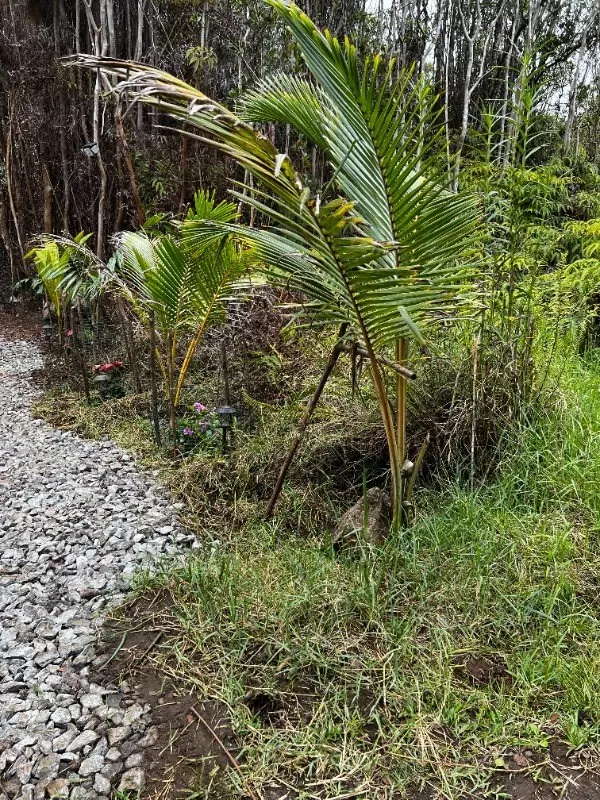 Volcano, HI 96785,ROAD 9