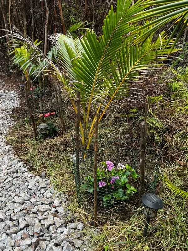 Volcano, HI 96785,ROAD 9