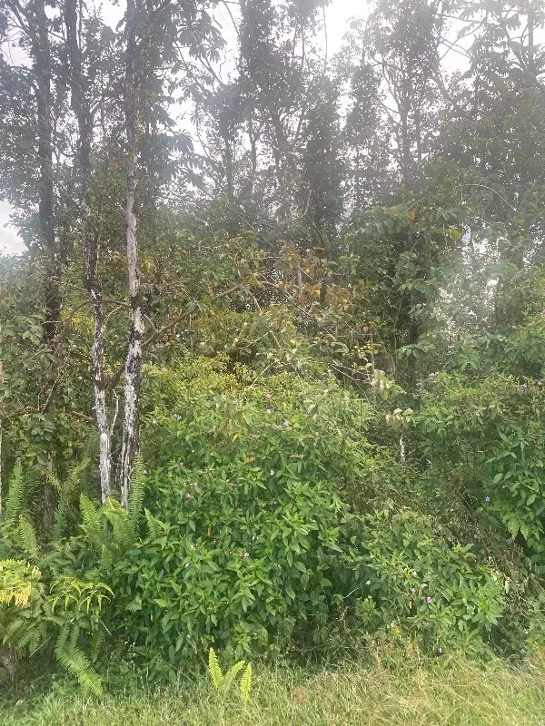 16-2098 MACADAMIA DR, Pahoa, HI 96778