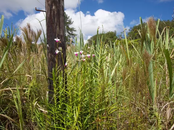 Volcano, HI 96785,HINUHINU ST