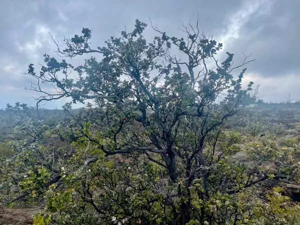 Ocean View, HI 96737,Lot 18 MARLIN BLVD