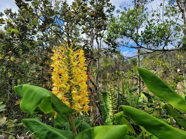 Volcano, HI 96785,FIFTH ST/JADE AVE