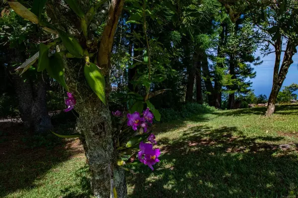 Honokaa, HI 96727,44-3265 KALOPA MAUKA RD