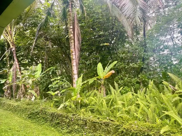 Pahoa, HI 96778,S Lot 797 LALAKEA ST