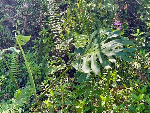 Pahoa, HI 96778,Lot 645 PAHOA RD