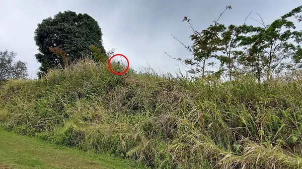 Captain Cook, HI 96704