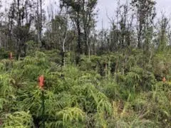 KALEPONI DR, Mountain View, HI 96771