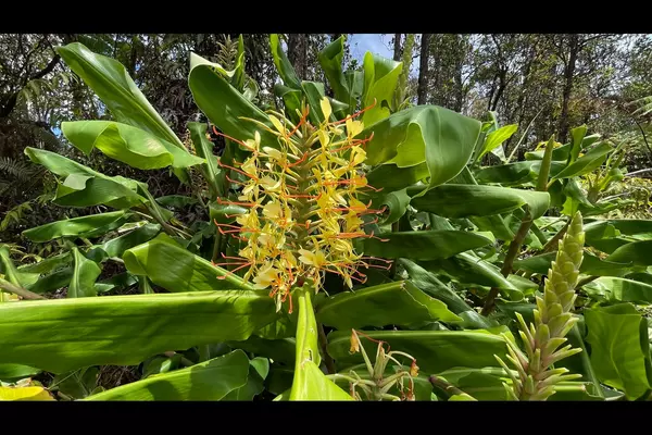 Volcano, HI 96785,MOKUNA ST