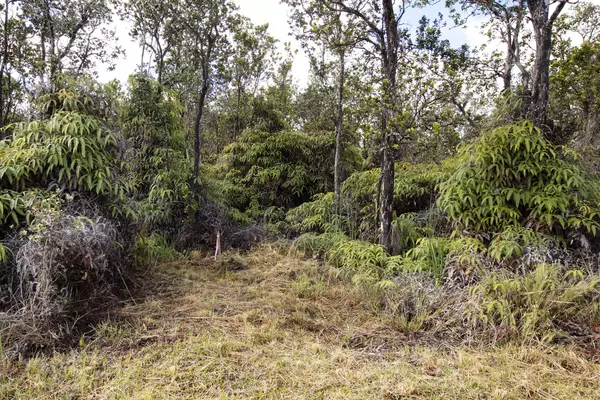 Volcano, HI 96785,11-3245 PA ALII ST