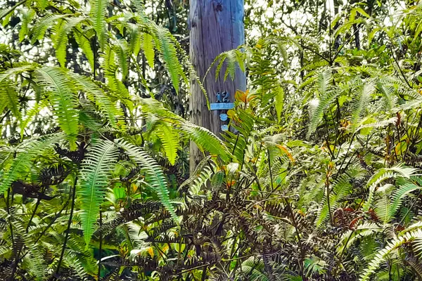 Kurtistown, HI 96760,ROAD 11 (PULELEHUA)