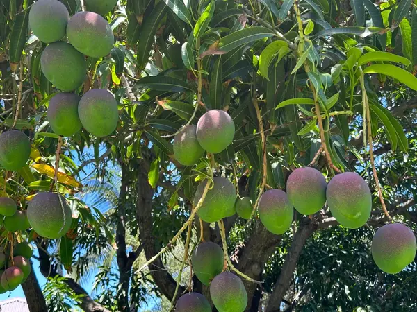 69-1708 PUAKO BEACH DR, Kamuela, HI 96743