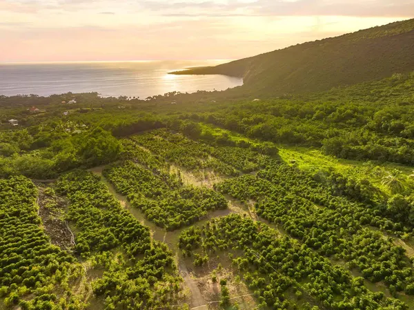 Captain Cook, HI 96704