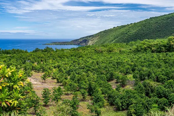 Captain Cook, HI 96704