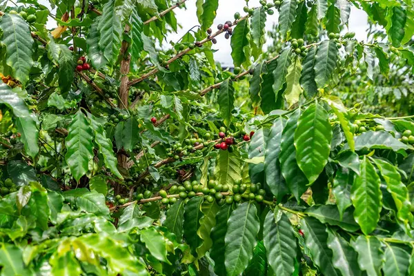 Captain Cook, HI 96704