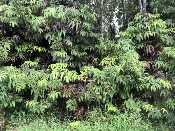 Volcano, HI 96785,11-3355 PA ALII ST