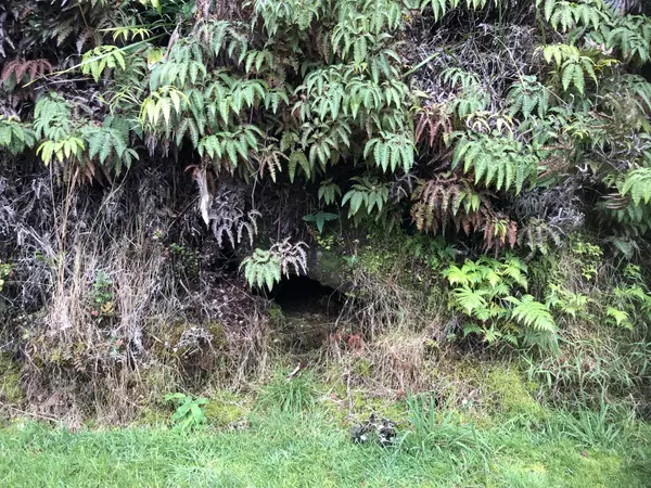 Volcano, HI 96785,11-3355 PA ALII ST