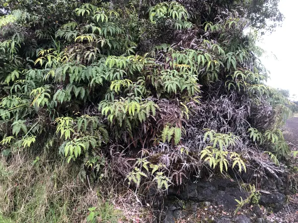 Volcano, HI 96785,11-3355 PA ALII ST