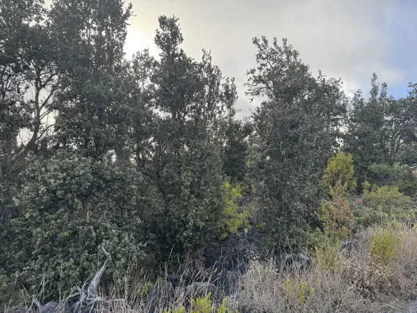 Ocean View, HI 96737,ISLAND BLVD