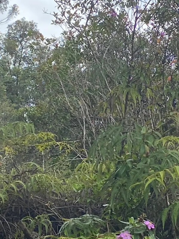 Hilo, HI 96720,320 CHONG ST