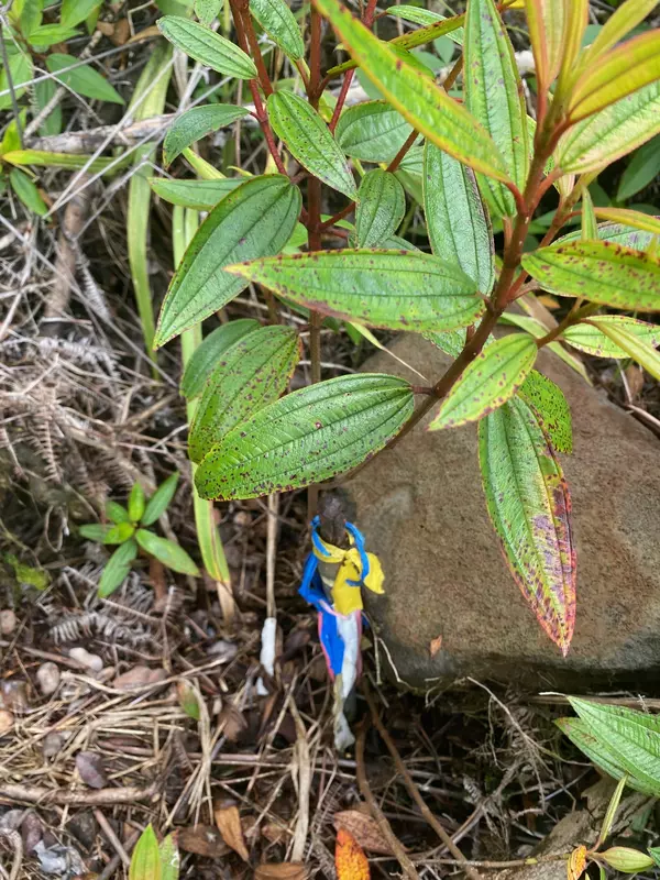 Hilo, HI 96720,320 CHONG ST