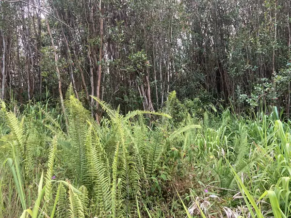 Mountain View, HI 96760,ROAD 3 (HOPUE)