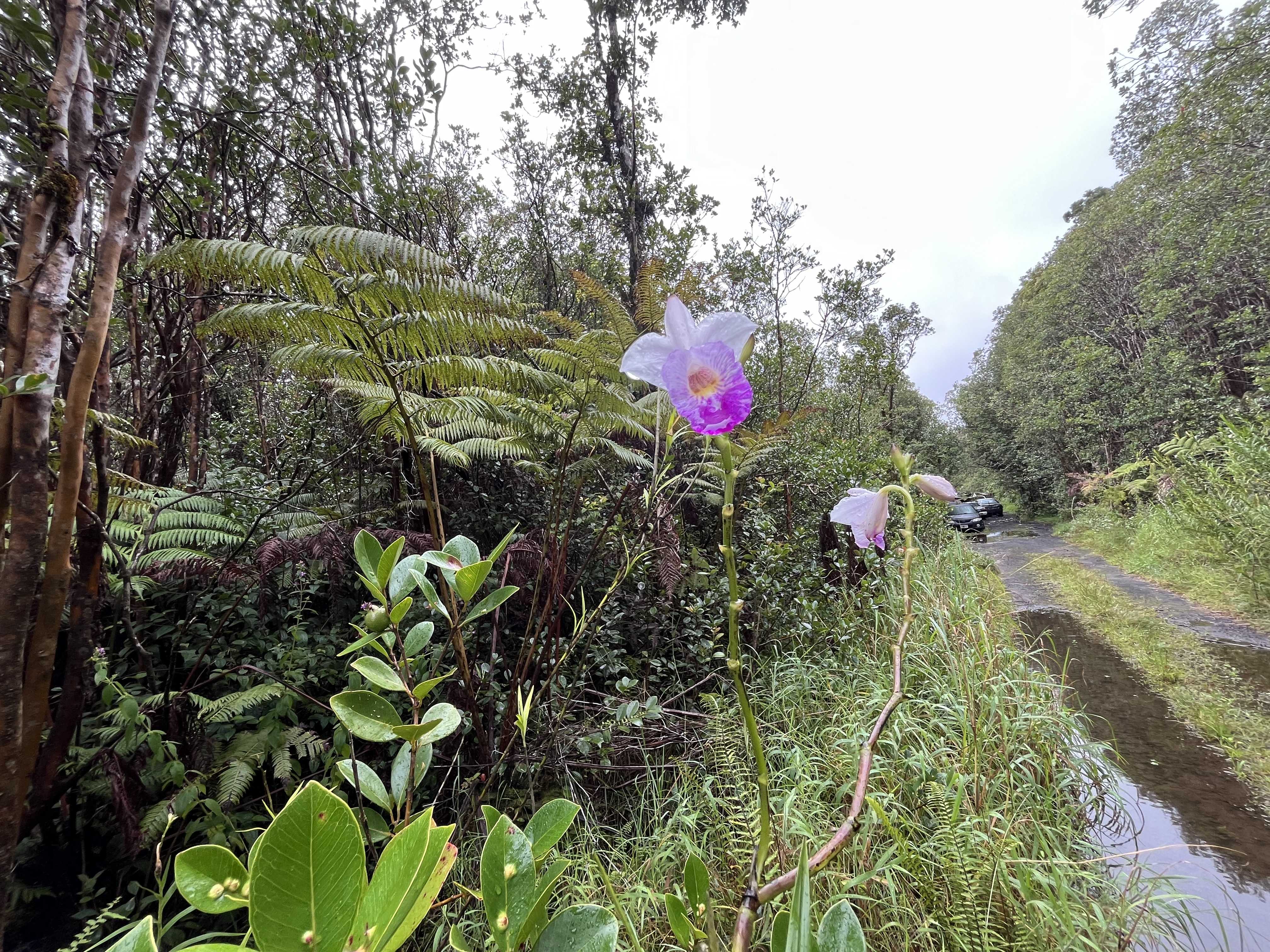 ROAD 5, Volcano, HI 96785