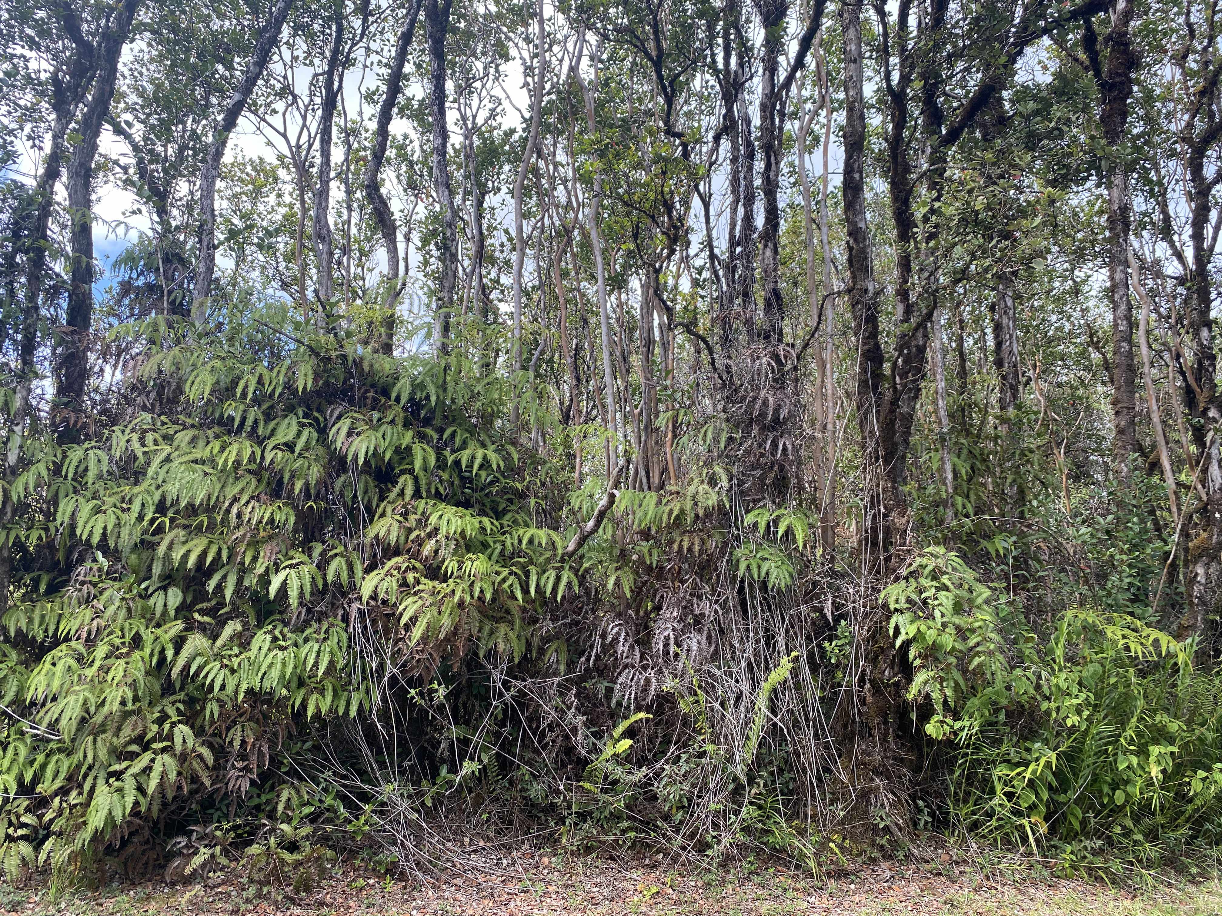 PUNAHELE AVE, Mountain View, HI 96771